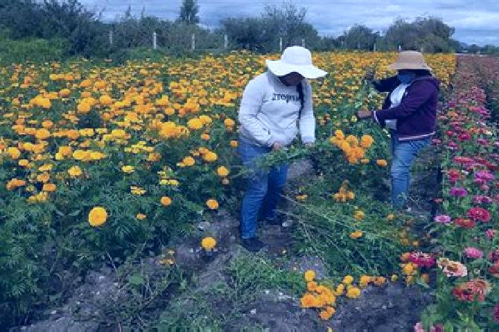 Willow, 25 — Escort in Doxey, Mexico