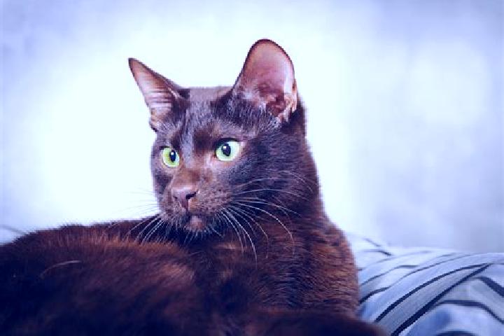 Willow, 27, a black brown-eyed caribbean companion based in Tumalaytay. Offering Domination, A-Level, Couples, Fetish. Available for incall and outcall, day ...