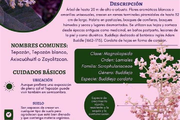 Willow, 28 — Escort in Calzada del Tepozan, Mexico