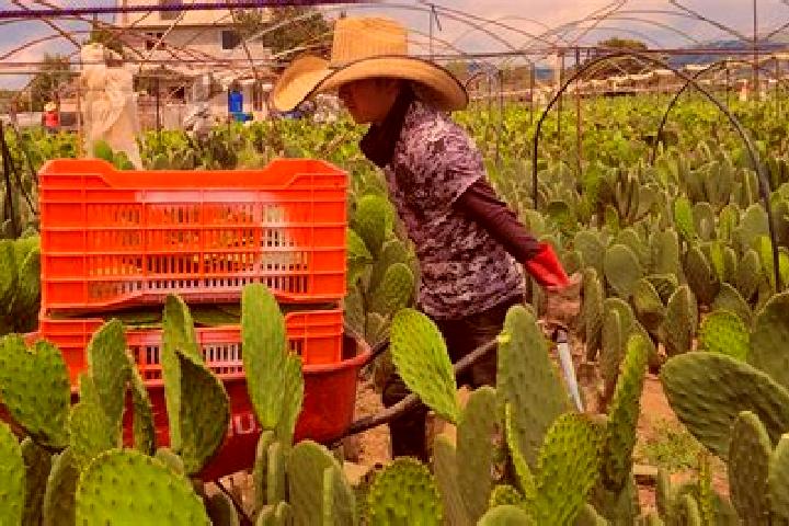 Willow, 29 — Escort in Joconoxtle (La Tuna), Mexico