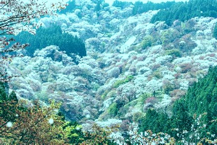 Willow, 29 — Escort in Settsu, Japan