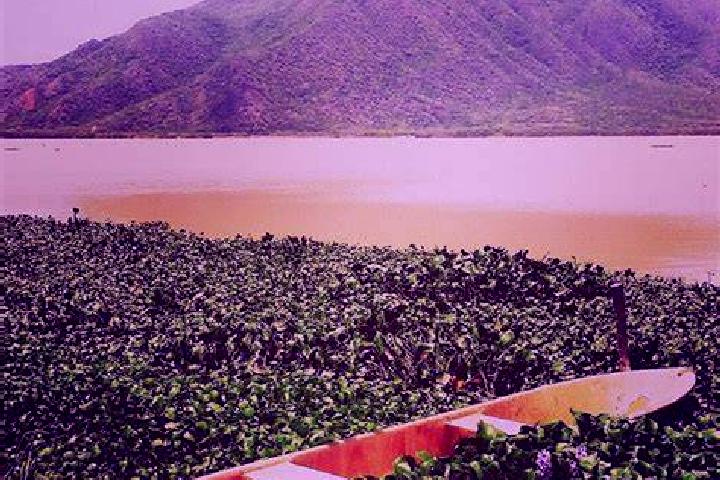 Willow, 31 — Escort in Boca de Uchire, Venezuela