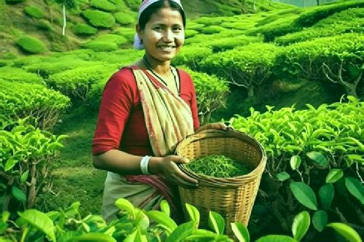 Willow, 31 — Escort in Tasti Tea Garden, India