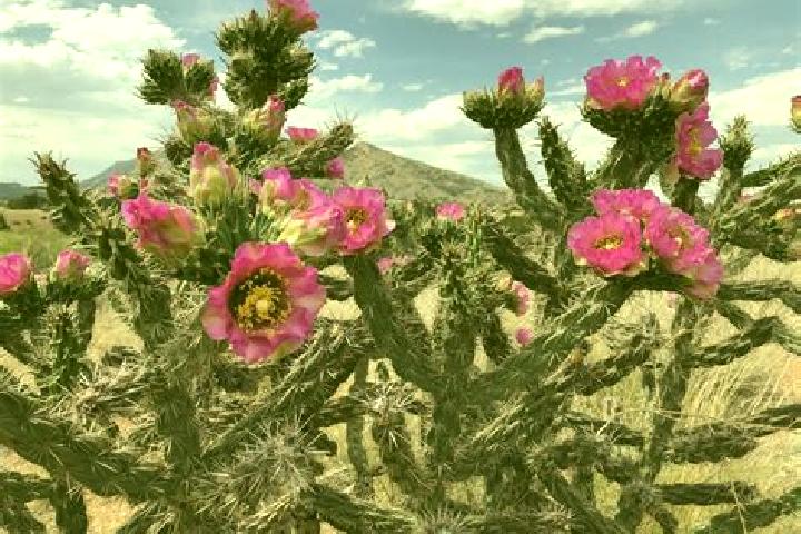 Willow, 32 — Escort in San Gabriel Chilac, Mexico