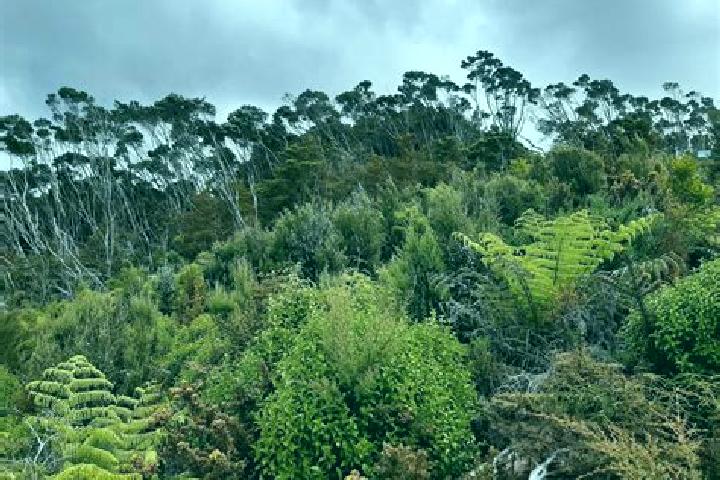 Willow, 34 — Escort in Halfway Bush, New Zealand