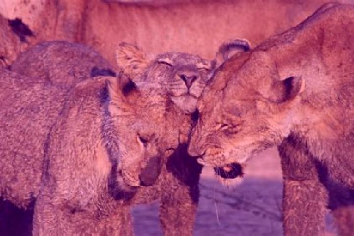Willow, 34 — Escort in Ruaha, Tanzania