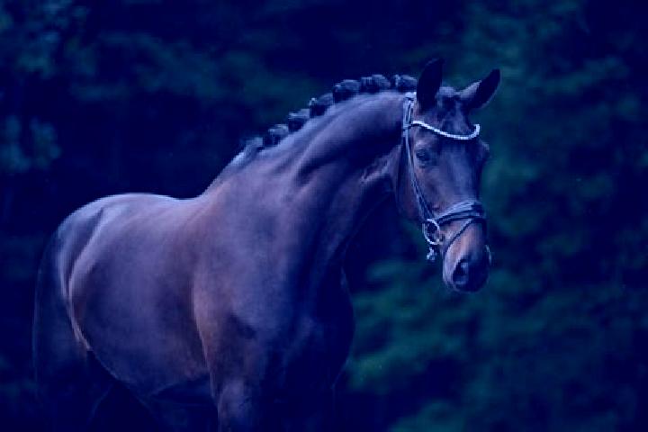Willow, 35, a chestnut dark-eyed european companion based in Ohlenhard. Offering Domination, Striptease, Couples. Available for incall and outcall, day and e...