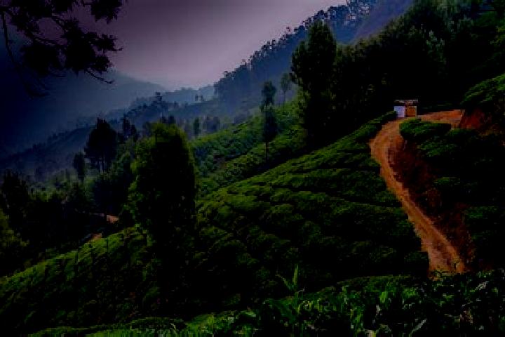 Willow, 36 — Escort in Munnar, India