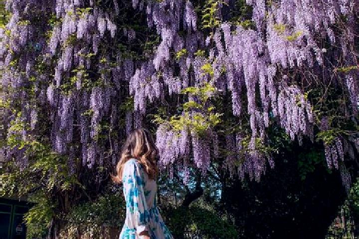 Willow, 36 — Escort in Schitu Scoicesti, Romania