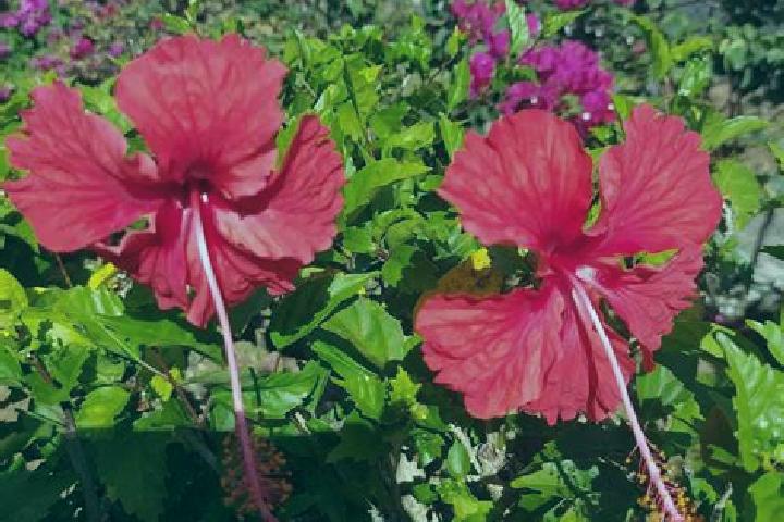 Willow, 37 — Escort in El Flor, Panama