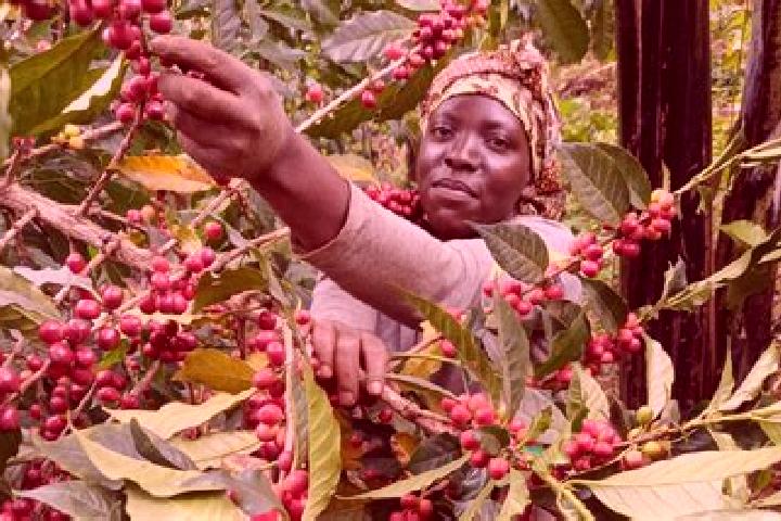 Willow, 37 — Escort in Kyegegwa, Uganda