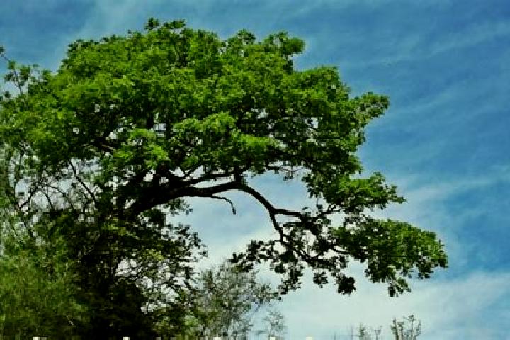 Willow, 37 — Escort in Tecozajca (Tepehuaje), Mexico