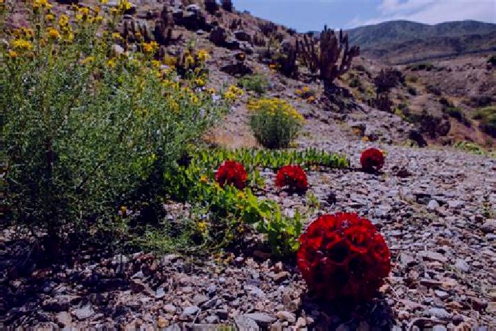 Willow, 38 — Escort in Aquiles Serdan (La Hediondilla), Mexico