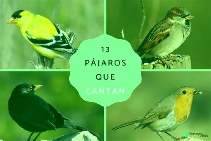 Willow, 39 — Escort in Colina de los Pajaros, Mexico