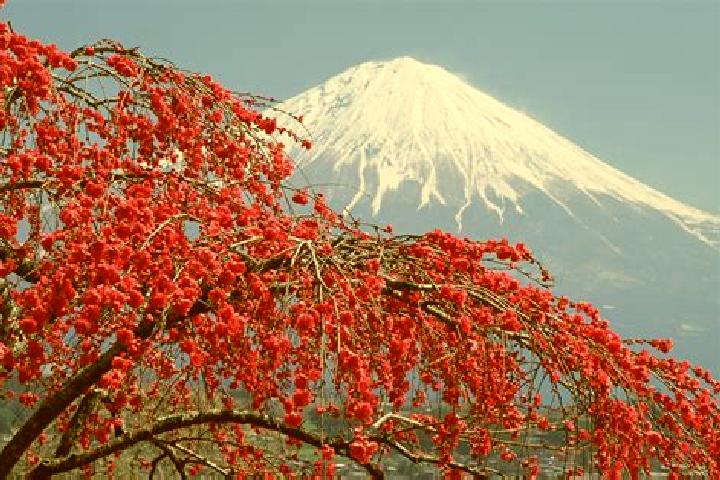 Willow, 39 — Escort in Fujishiro, Japan