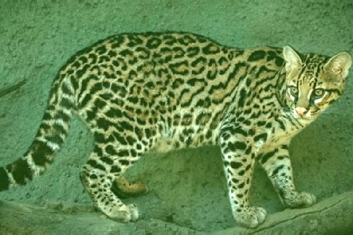 Willow, 39 — Escort in Ocelota, Mexico