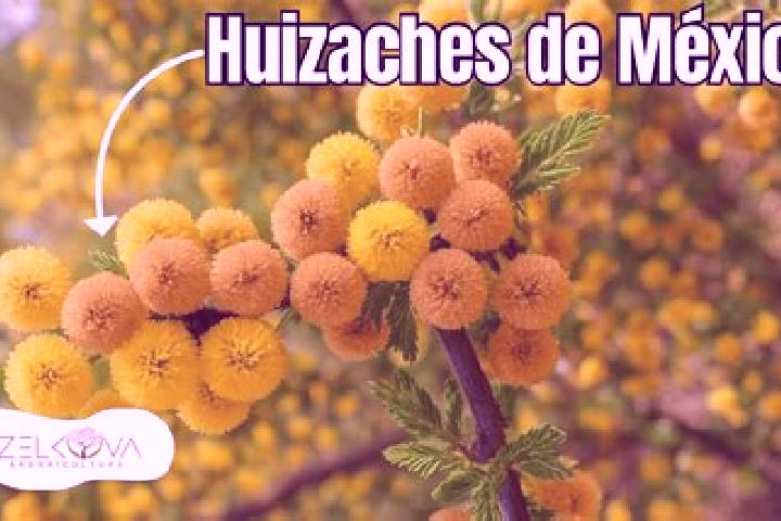 Zoe, 21 — Escort in El Huisache, Mexico