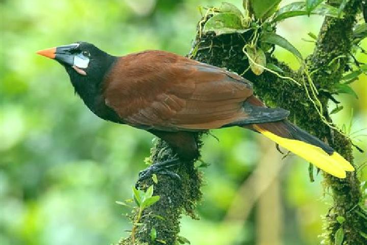 Zoe, 24 — Escort in Oropendolas, Honduras