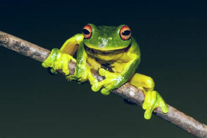 Zoe, 30, a red green-eyed mixed companion based in Parcona. Offering A-Level, Couples, Tantra. Available for incall and outcall, overnight bookings available.
