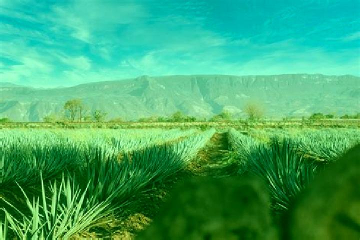 Zoe, 30 — Escort in Chimaltitan, Mexico
