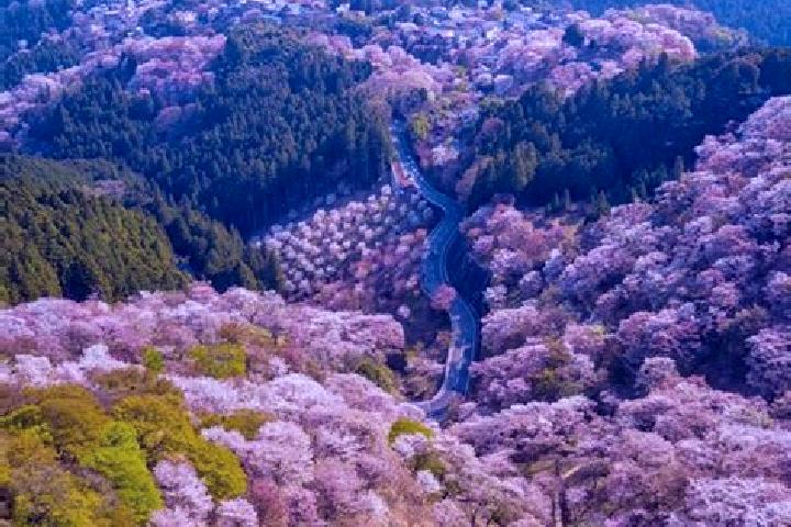 Zoe, 30 — Escort in Yoshino-cho, Japan