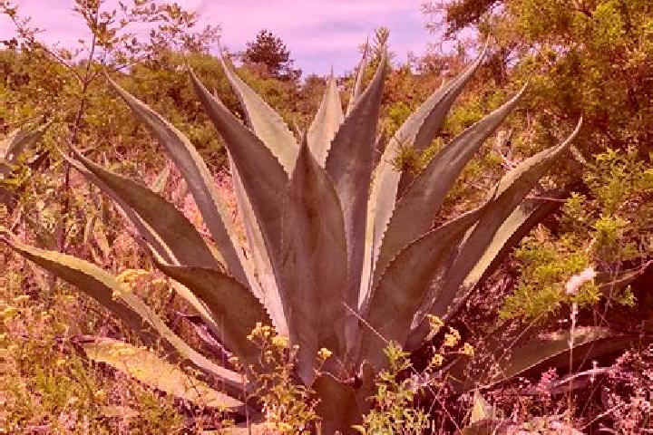 Zoe, 35 — Escort in Los Magueyitos, Mexico