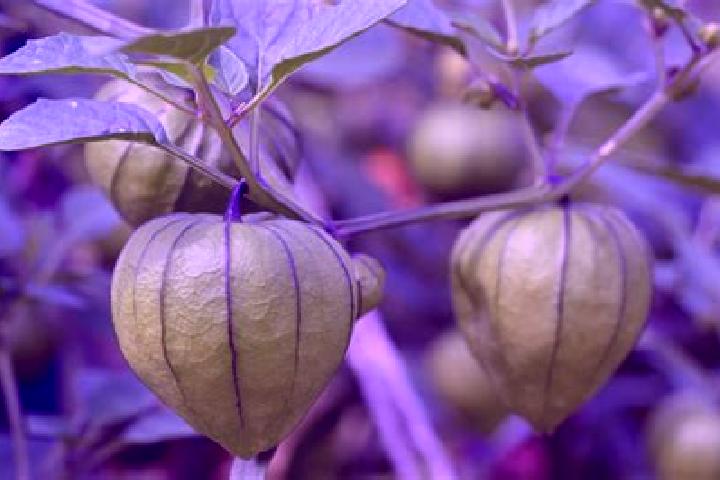 Zoe, 38 — Escort in Tomatillo, Mexico