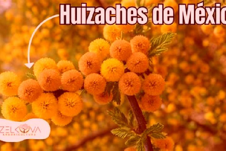 Zoey, 21 — Escort in El Huisache, Mexico