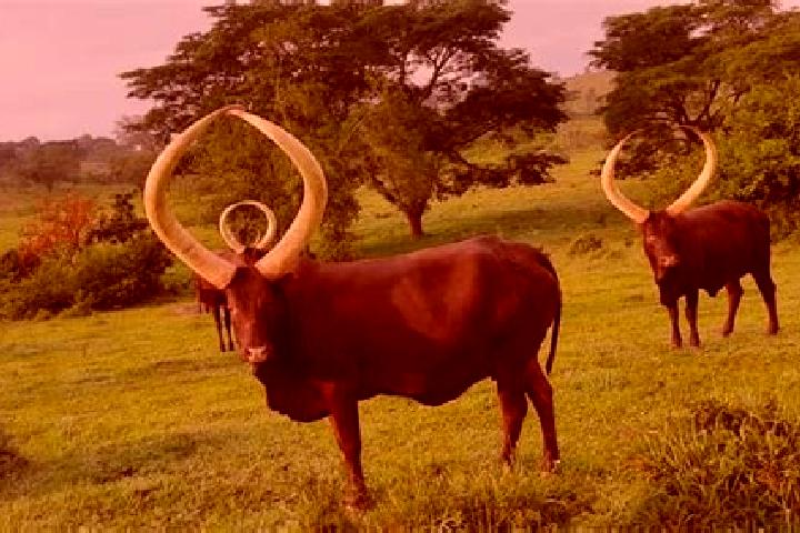 Zoey, 21 — Escort in Kyankwanzi, Uganda