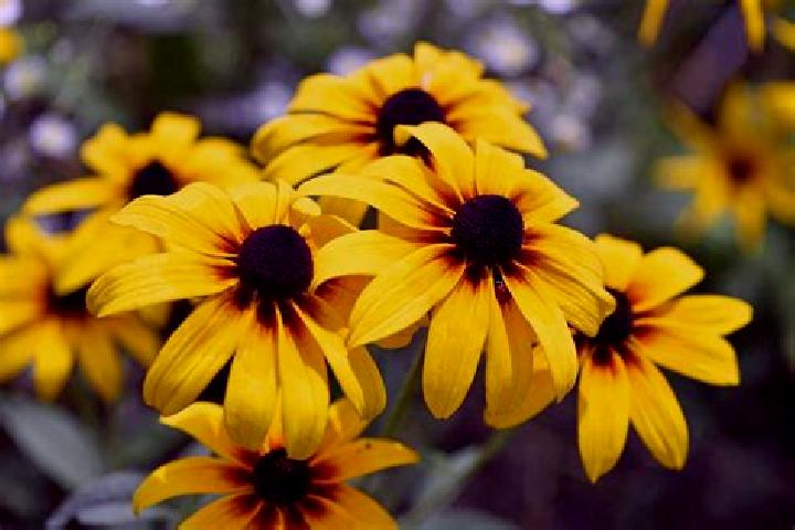 Zoey, 22, a black dark-eyed ebony companion based in Miletin. Offering Travel Companion, GFE, Party Girl, CIM. Available for incall and outcall, day and even...