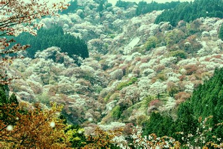 Zoey, 25 — Escort in Kita, Japan