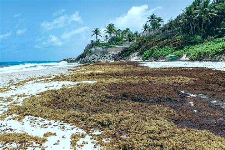 Zoey, 26 — Escort in Crane, Barbados