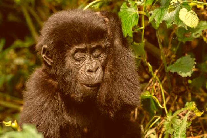 Zoey, 34 — Escort in Kapchorwa, Uganda