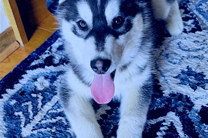 Zoey, 36, a black brown-eyed mixed companion based in Dartang. Offering Dinner Date, CIM, Overnight, Deep French Kissing, Couples. Available for incall and o...
