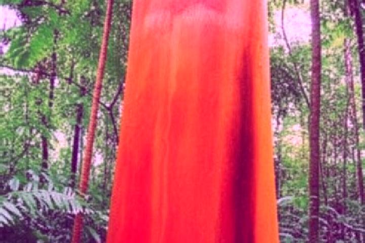 Zoey, 36 — Escort in Brauna, Brazil