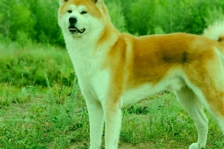 Zoey, 36 — Escort in Kita-Akita, Japan
