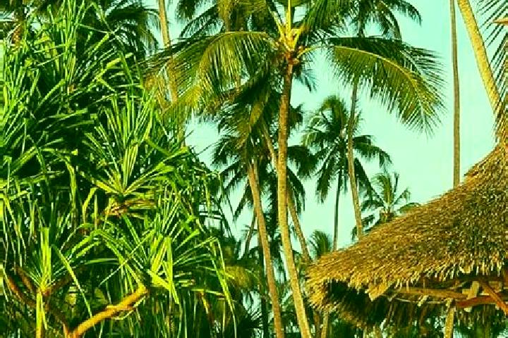 Zoey, 37 — Escort in Makungu, Tanzania