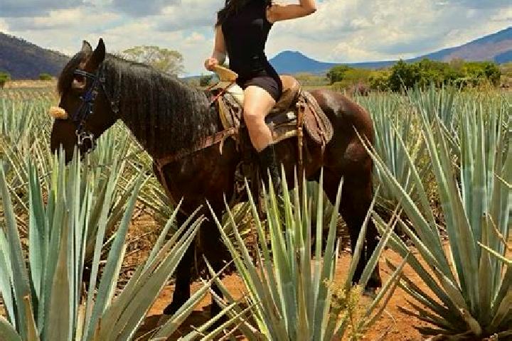 Zoey, 39 — Escort in San Julian, Mexico